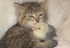 Little Kitten Can`t Stop Kissing Her New Unlikely Friend