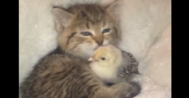 Little Kitten Can`t Stop Kissing Her New Unlikely Friend