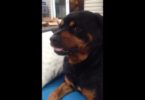 Owner Tells His Dog To Show The Mean Face. The Rottweiler`s Reaction Is The Best!