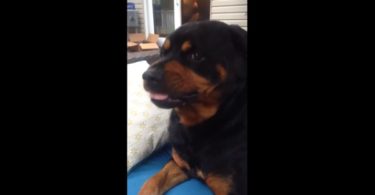 Owner Tells His Dog To Show The Mean Face. The Rottweiler`s Reaction Is The Best!