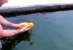 Playful Gold Fish Loves Being Petted And Thrown