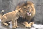 Precious Moment When Lion Cubs Meet Daddy For The First Time