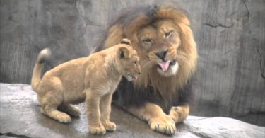 Precious Moment When Lion Cubs Meet Daddy For The First Time