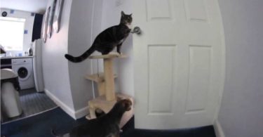Smart Kitty Helping The Dog Escape