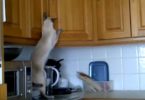 This Siamese Kitty Was Caught Stealing From Kitchen