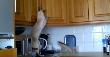 This Siamese Kitty Was Caught Stealing From Kitchen
