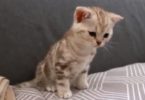 Tiny Kitten Sees His tail For The Very First Time. He Is Fascinated!