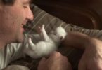 Tiny White Kitten Loves Dad Very Much