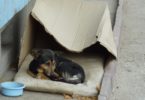 Touching Transformation Of A Rescued Homeless Dog Living In a Cardboard Box