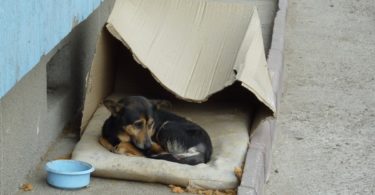 Touching Transformation Of A Rescued Homeless Dog Living In a Cardboard Box