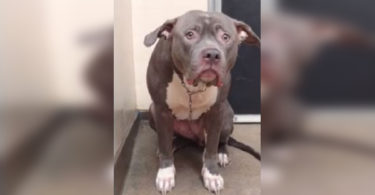 Heartbreaking Moment When Dog Realized He Is Abandoned By His Humans...