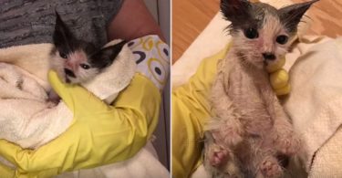amazing transformation kitten