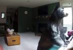 This Bear Breaks Into Their Home Just To Play The Piano! Wow! I Couldn`t Believe My Eyes!
