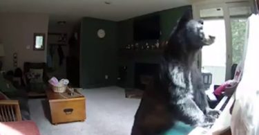 This Bear Breaks Into Their Home Just To Play The Piano! Wow! I Couldn`t Believe My Eyes!
