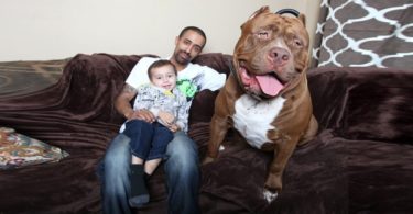 Meet The Hulk - The Biggest Dog In The World. WoW! I Couldn`t Believe My Eyes!