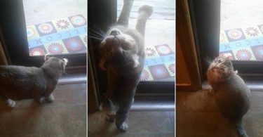 Funny Cat Arguing With His Human Over Going Outside