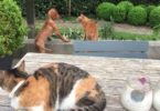 Cat Protecting Her Puppy Friend From Neighbor`s Cat