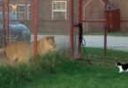 Brave House Cat Tries To Attack a Scary Big LION!