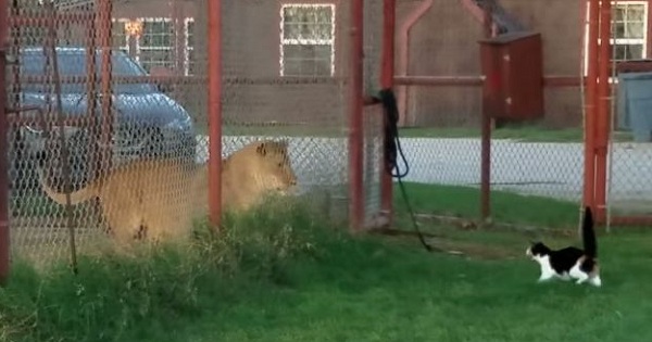 Brave House Cat Tries To Attack a Scary Big LION!