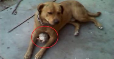 Dog Adopts And Protects Stray Abandoned Kitten