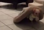 Rescued Dog Afraid Of Humans, Was Walking With Her Bed On Her Back To Feel Safe...