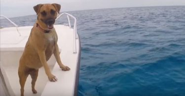 Dog Noticed Wild Dolphins Swimming In The Sea, But Then He Did The Unexpected!