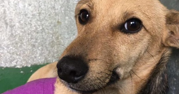 Family Dog Hit By Car Was Dumped By His Owners For Being Too Gross...