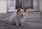 A Sad Story Of A Little Dog Waiting In The Same Place For 3 Years For His Owner To Return...