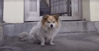 A Sad Story Of A Little Dog Waiting In The Same Place For 3 Years For His Owner To Return...