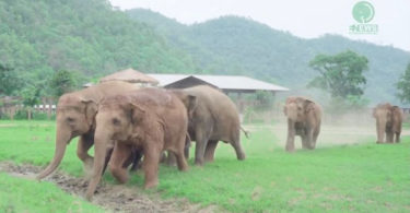Touching Moment When Elephants Rush To Welcome The New Rescued Baby Elephant