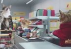 This Hilarious Commercial With Cats In Grocery Store Will Make You Burst Out Laughing!