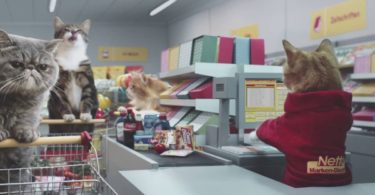 This Hilarious Commercial With Cats In Grocery Store Will Make You Burst Out Laughing!