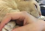 13-Year-Old Adopted Shelter Kitty Can`t Sleep Unless New Mommy Is Holding His Paws