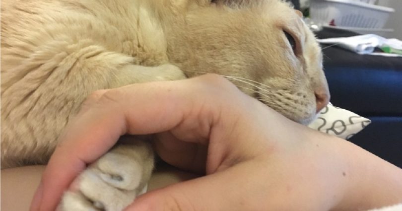 13-Year-Old Adopted Shelter Kitty Can`t Sleep Unless New Mommy Is Holding His Paws