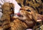 Kitten Begins Drinking Milk From Tiny Bottle, But When You Hear The Sound She Makes...