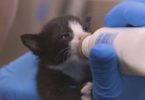 This Kitten Nursery Is Simply Amazing! Their Mission Is Very Serious!