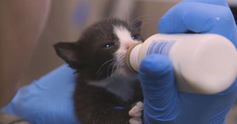 This Kitten Nursery Is Simply Amazing! Their Mission Is Very Serious!