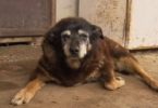 Maggie, the World`s Oldest Dog Passed Away At The Age Of 30