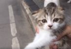Rescued Three-Legged Kitten Had Difficulties With Walking, But See Her Amazing Adventure With Her Rescuer!