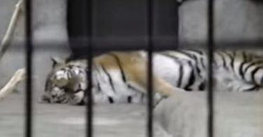 This Is Why You Should Never Growl At Scary Tiger!
