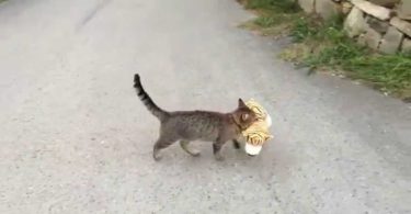 Cat Went To Neighbor`s Home And Stole The Stuffed Tiger Just To Play With It!