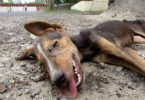 Dog Was In Terrible Shape, Unable To Stand, But Watch What She Did With Her Tail When She Saw The Rescuers