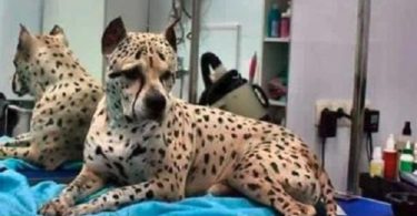 This Dog Is One Of The Rarest, He is The Only One In His Breed In The Whole World!