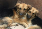 2 Inseparable Dog Friends Dropped At Shelter, Can`t Stop Hugging Each Other!
