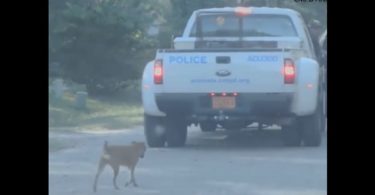Abandoned Dog During Hurricane Followed Police Truck, And Even Hopped In The Truck And Rescued Herself!