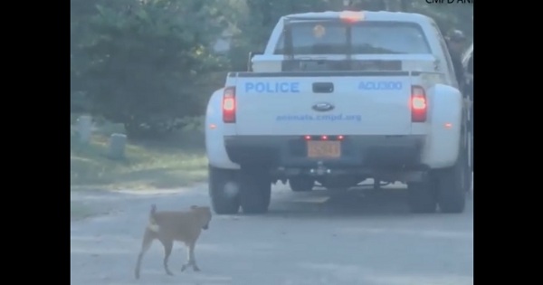 Abandoned Dog During Hurricane Followed Police Truck, And Even Hopped In The Truck And Rescued Herself!