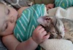 Baby And Little Cute Kitten Waking Up Together From a Nap