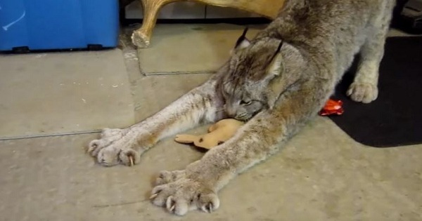 Big Kitty Can`t Stop Playing With His New Stuffed Toy