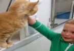 Boy Finds His Lost Cat Of 18 Months At Local Shelter