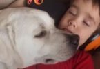 Boy With Autism Had Nightmares and Sleep Issues, But Then This Dog Appeared In His Life And Everything Changed